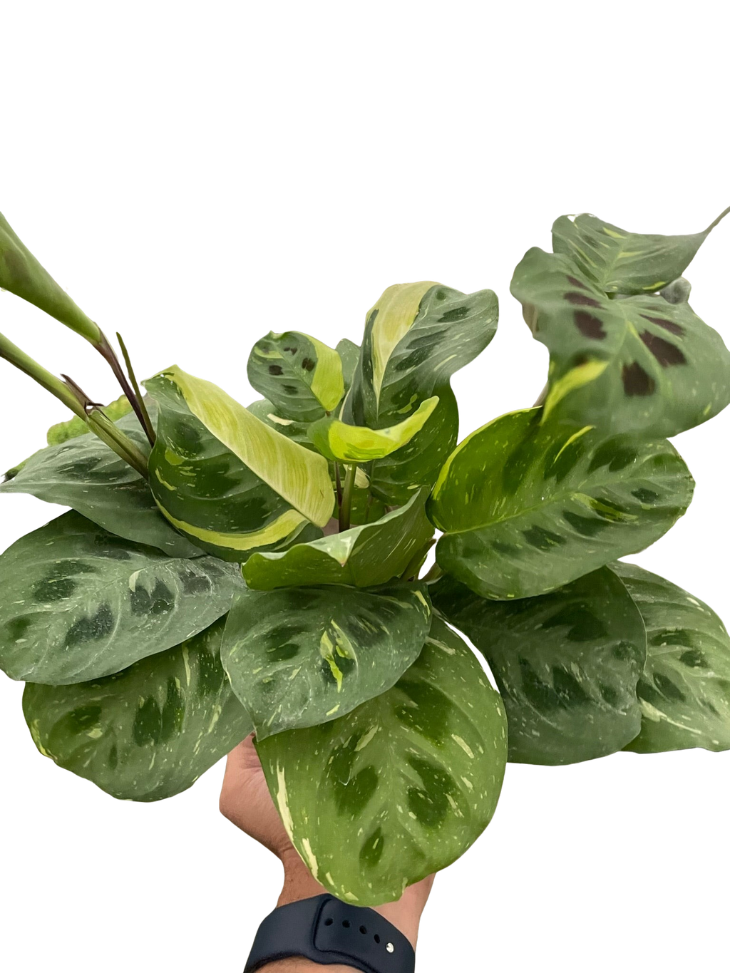Beauty Kim Prayer Plant — Variegated Maranta live plant