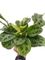 Beauty Kim Prayer Plant — Variegated Maranta live plant