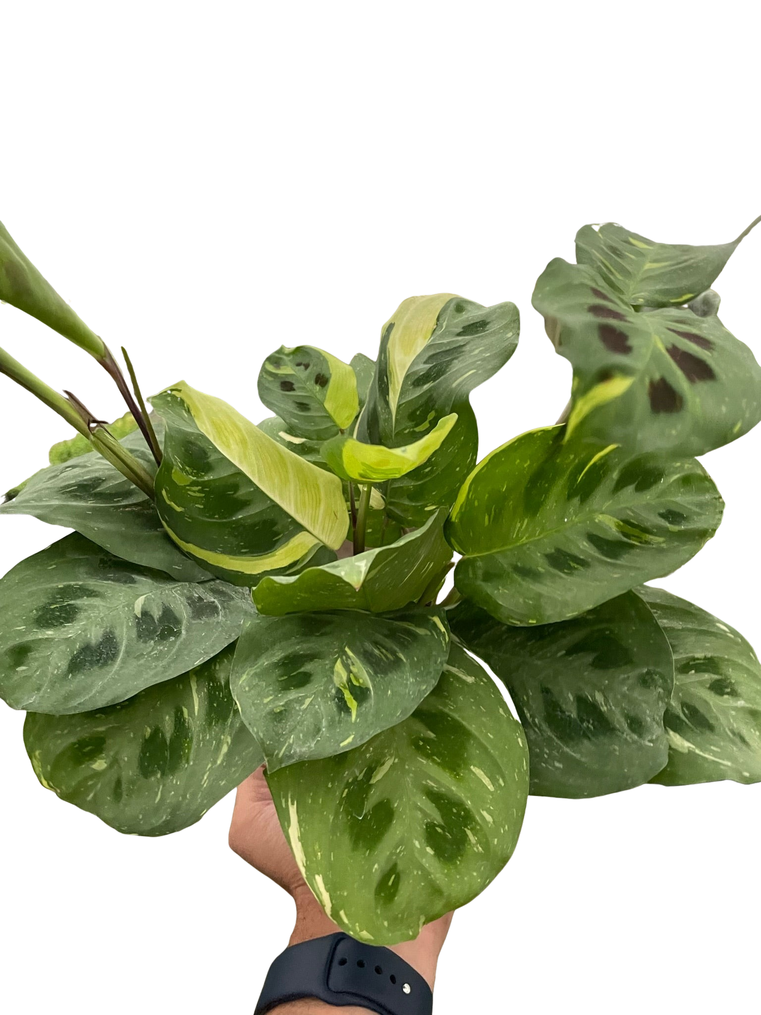Beauty Kim Prayer Plant — Variegated Maranta live plant