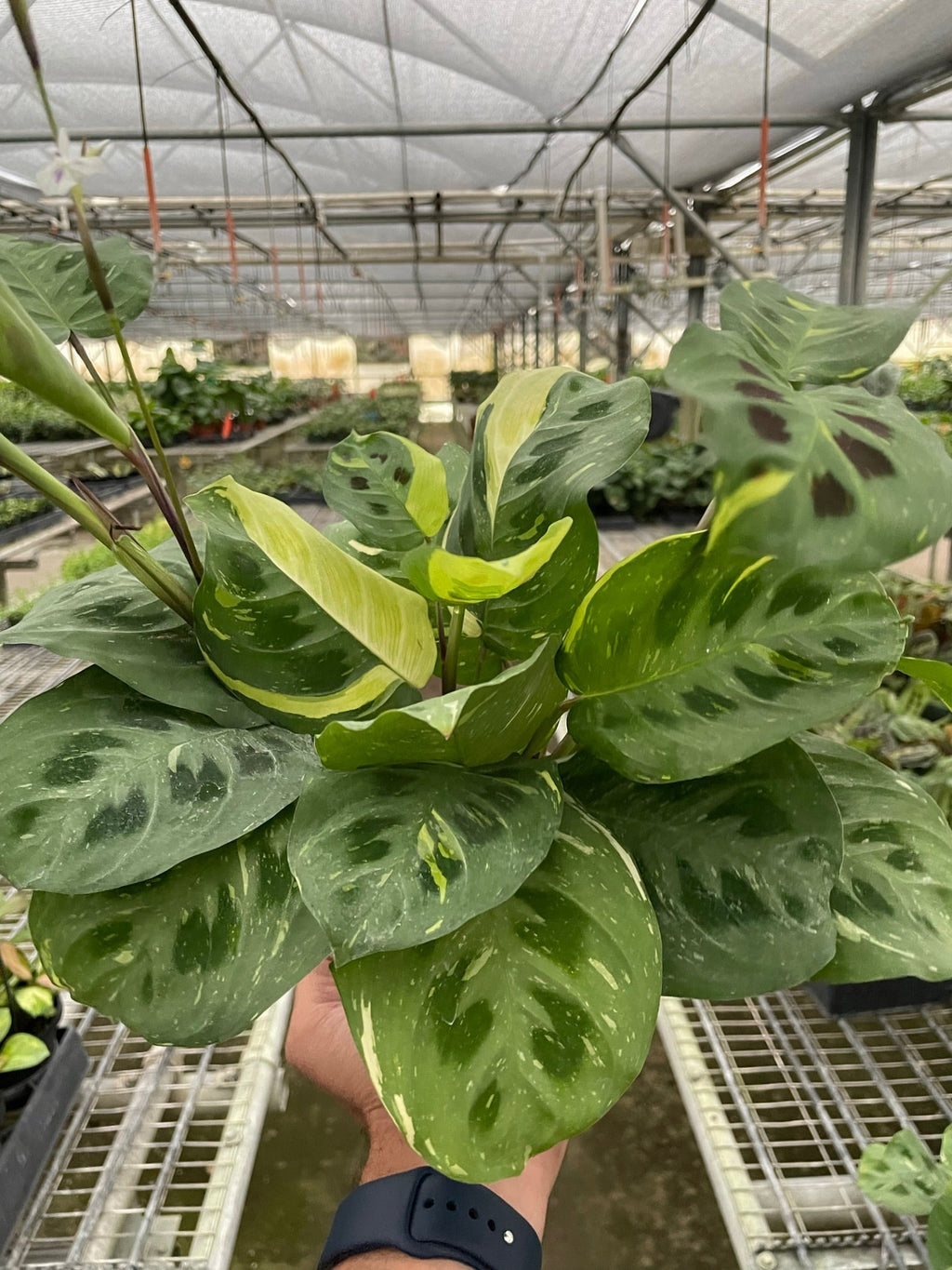 Beauty Kim Prayer Plant — Variegated Maranta live plant