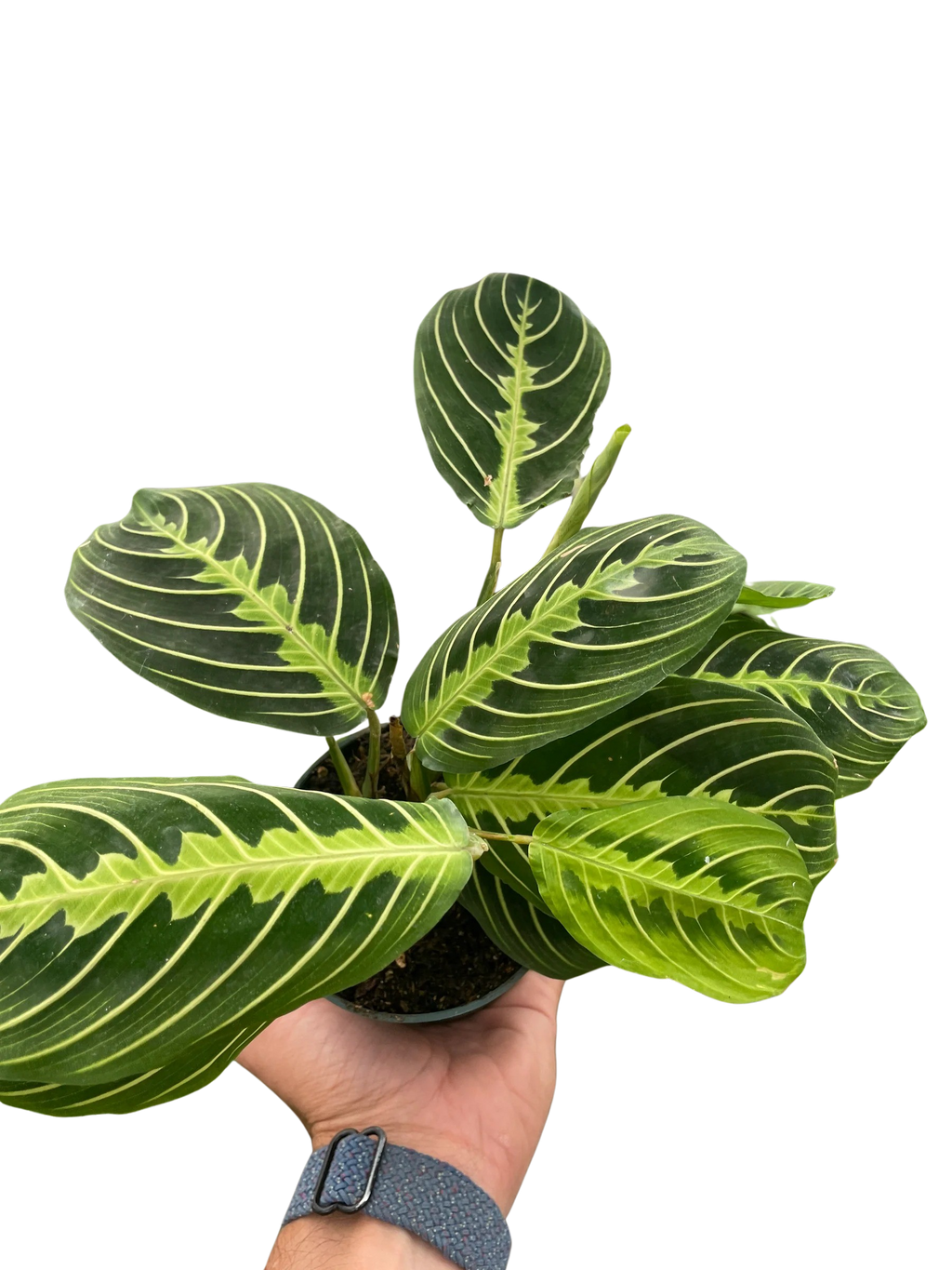 Lemon Lime Maranta — Patterned Prayer Plant live plant