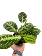 Lemon Lime Maranta — Patterned Prayer Plant live plant