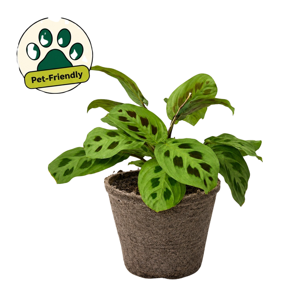 Green Prayer Plant — Maranta Leuconeura live plant