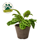 Green Prayer Plant — Maranta Leuconeura live plant