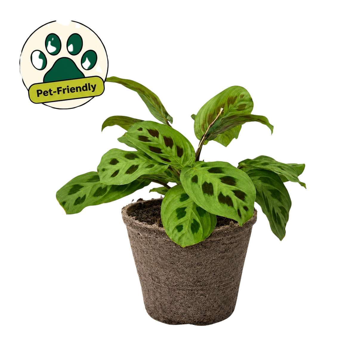 Green Prayer Plant — Maranta Leuconeura live plant