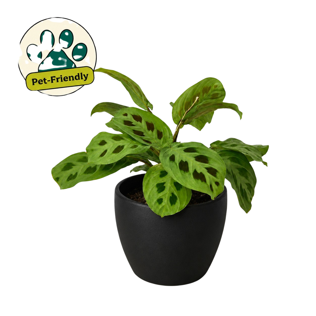 Green Prayer Plant — Maranta Leuconeura live plant