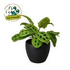 Green Prayer Plant — Maranta Leuconeura live plant