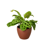 Green Prayer Plant — Maranta Leuconeura live plant