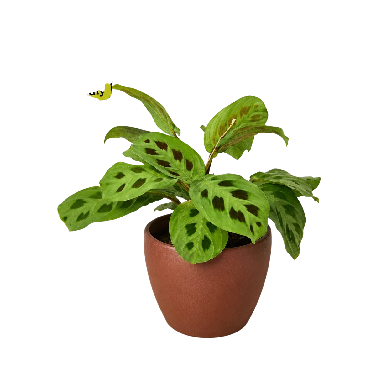 Green Prayer Plant — Maranta Leuconeura live plant
