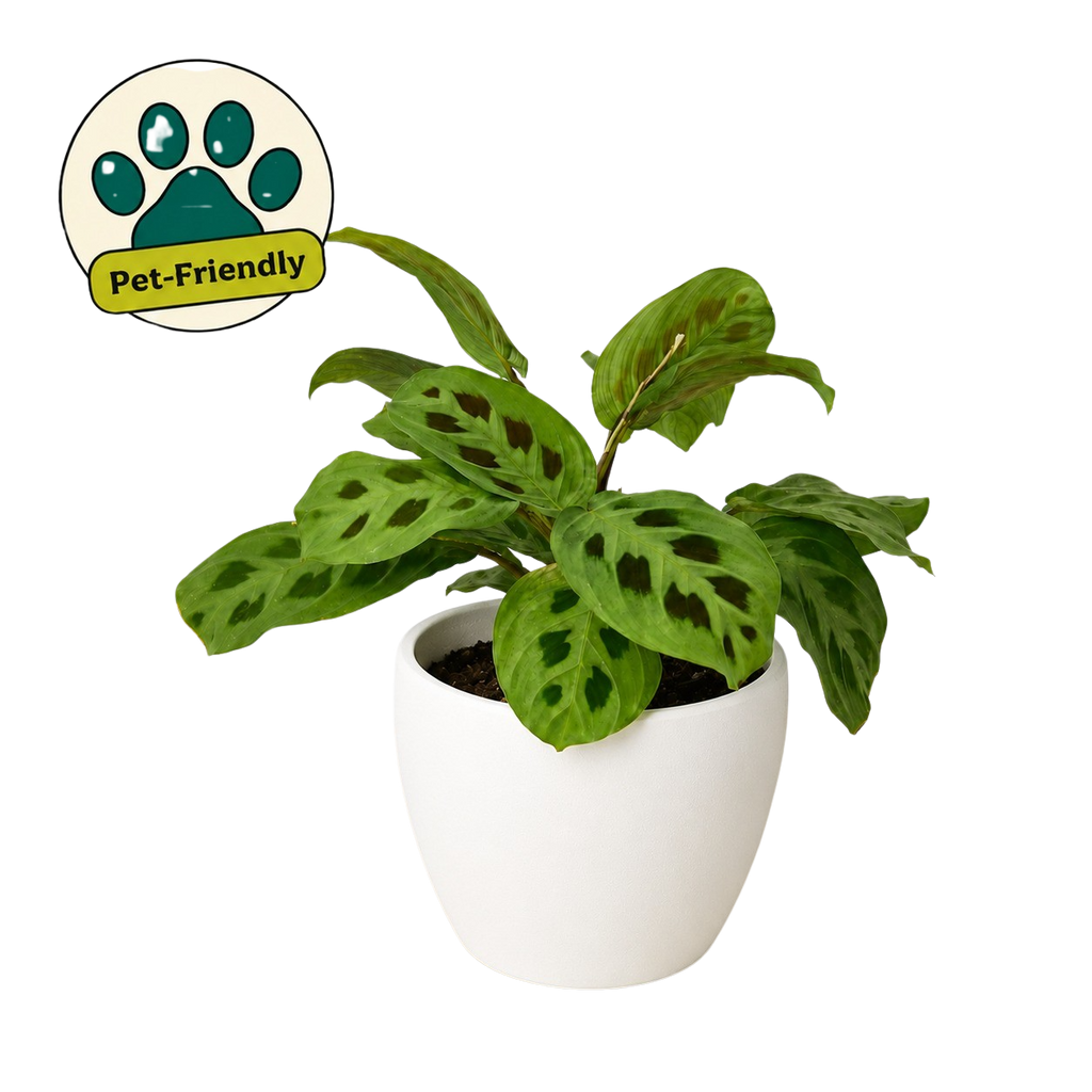 Green Prayer Plant — Maranta Leuconeura live plant