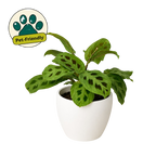 Green Prayer Plant — Maranta Leuconeura live plant