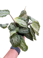Maranta 'Silver Band'