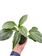 Monolena 'Primuliflora'
