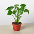 Monstera Deliciosa — Split-Leaf Houseplant
