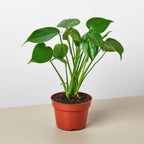 Monstera Deliciosa — Split-Leaf Houseplant live plant