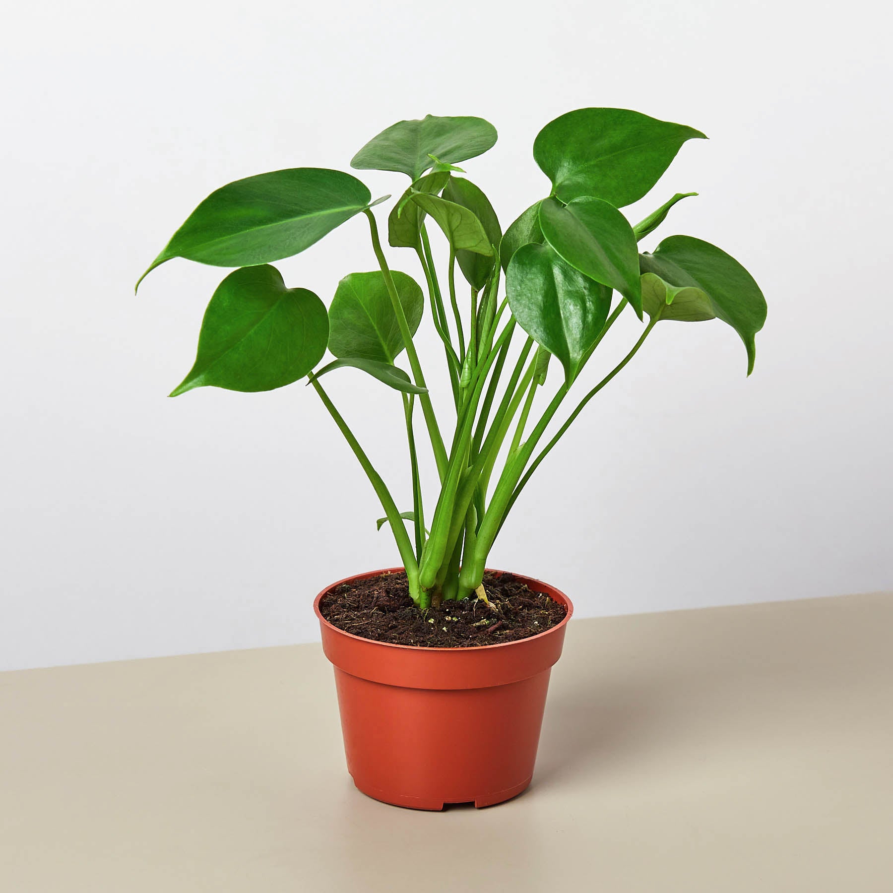 Monstera Deliciosa — Split-Leaf Houseplant live plant