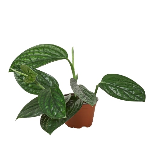 Monstera Peru — Textured Climbing Houseplant live plant