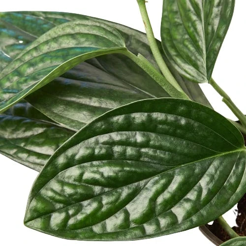 Monstera Peru — Textured Climbing Houseplant live plant