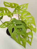 Monstera Adansonii 'Swiss Cheese Neon'