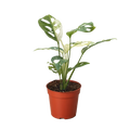 Variegated Monstera Adansonii — Collector Swiss Cheese Vine