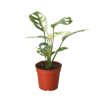 Variegated Monstera Adansonii — Collector Swiss Cheese Vine live plant