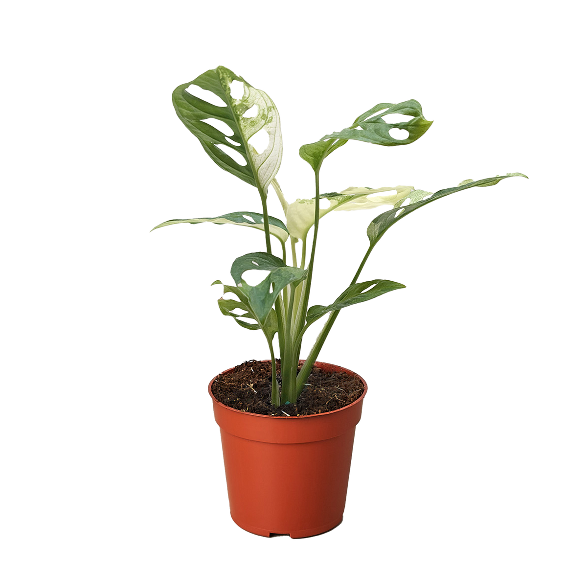 Variegated Monstera Adansonii — Collector Swiss Cheese Vine live plant