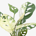 Variegated Monstera Adansonii — Collector Swiss Cheese Vine live plant