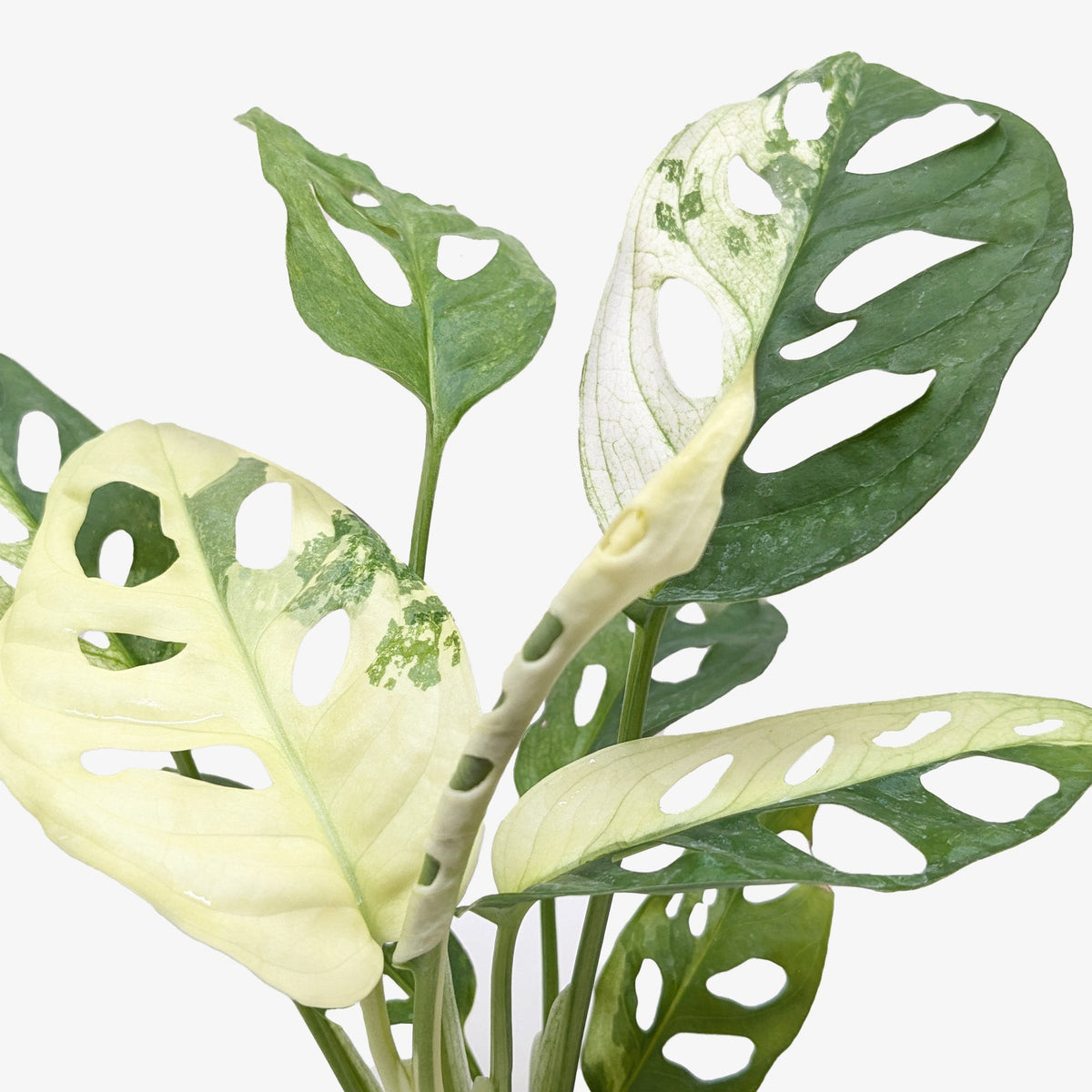 Variegated Monstera Adansonii — Collector Swiss Cheese Vine live plant