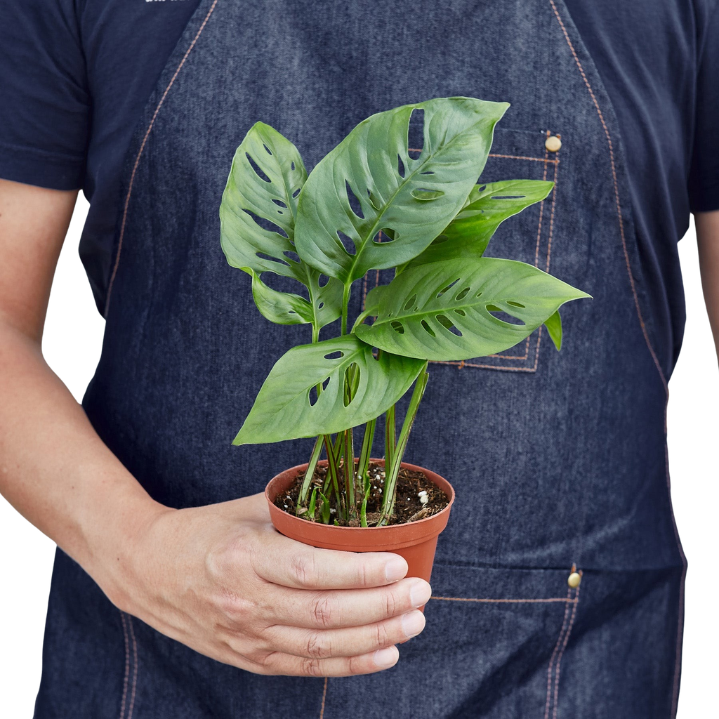 Monstera Adansonii — Swiss Cheese Vine live plant
