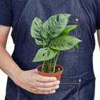 Monstera Adansonii — Swiss Cheese Vine live plant