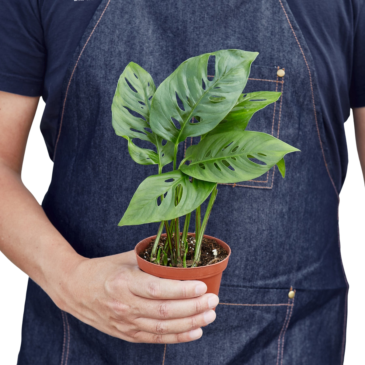 Monstera Adansonii — Swiss Cheese Vine live plant
