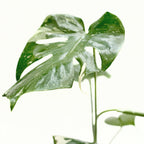 Thai Constellation Monstera — Variegated Houseplant live plant
