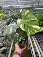 Thai Constellation Monstera — Variegated Houseplant live plant