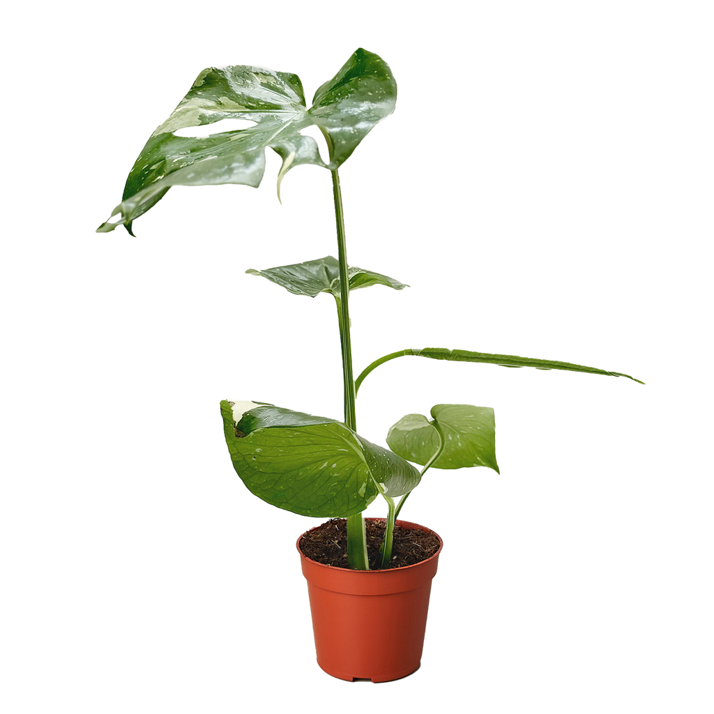 Thai Constellation Monstera — Variegated Houseplant live plant