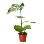 Thai Constellation Monstera — Variegated Houseplant live plant