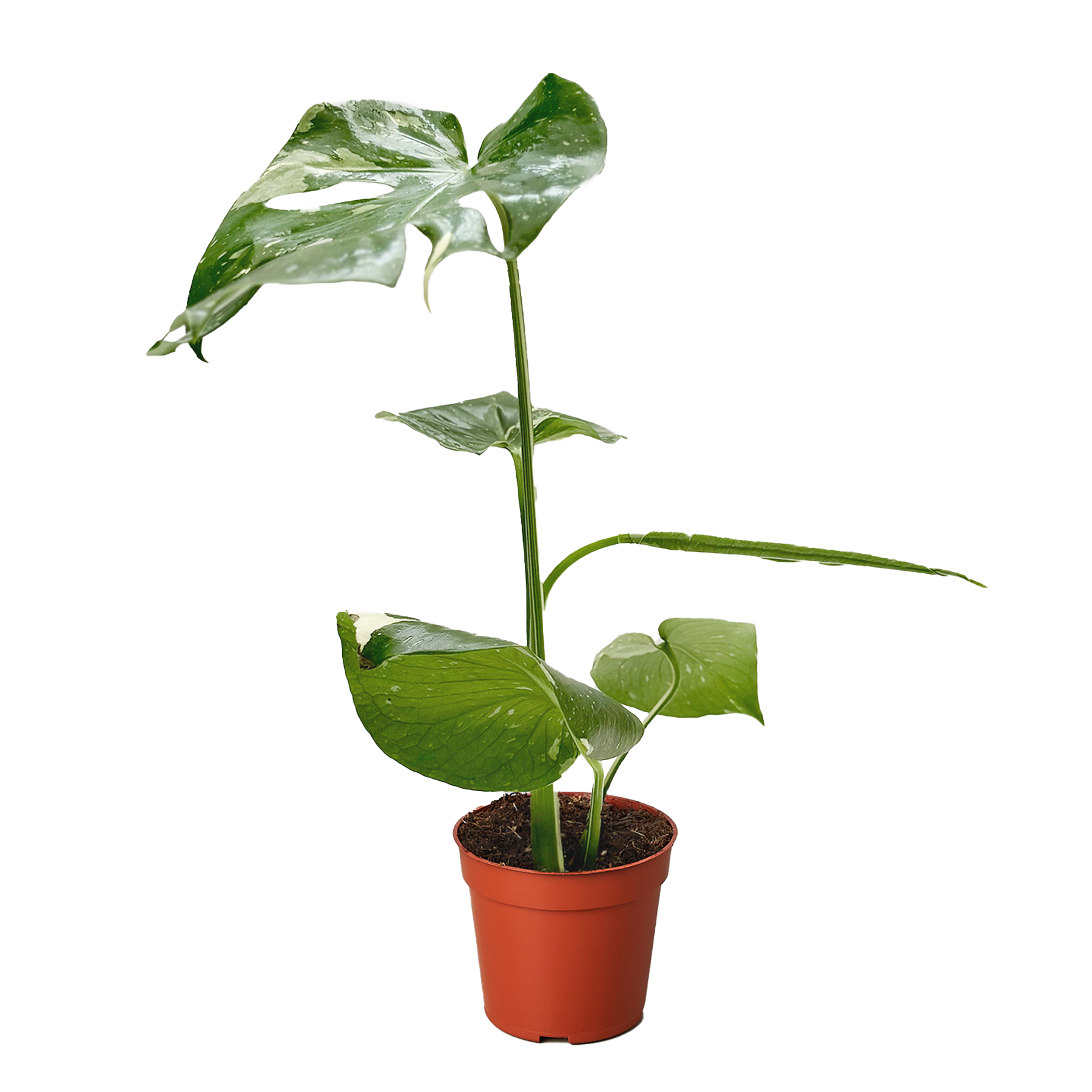 Thai Constellation Monstera — Variegated Houseplant live plant