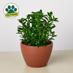 Nematanthus Candy Corn Plant 'Brazilian Firecracker'