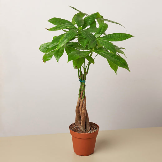 Braided Money Tree — Pachira Aquatica