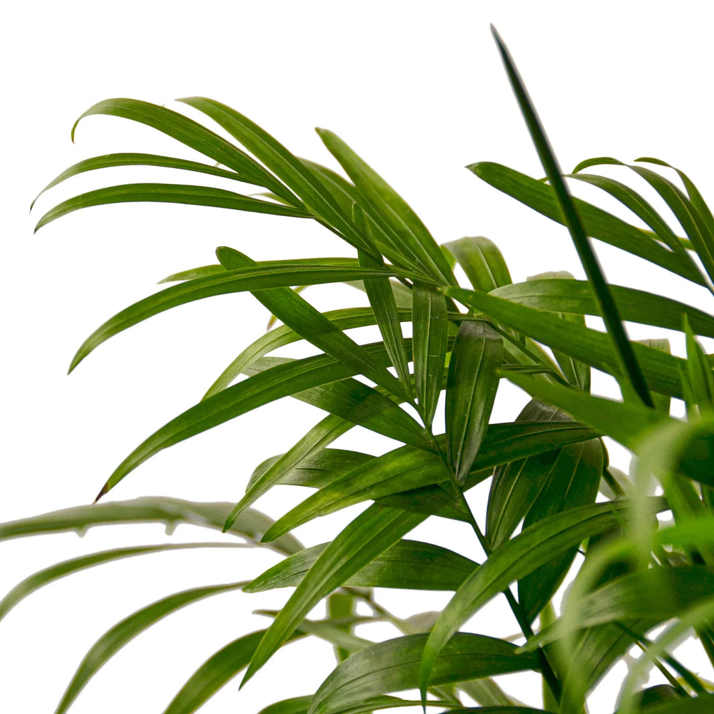 Parlor Palm — Easy-Care Indoor Palm live plant