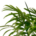 Parlor Palm — Easy-Care Indoor Palm live plant