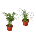 Palm Variety Pack / 4" Pots — 2-Plant Set