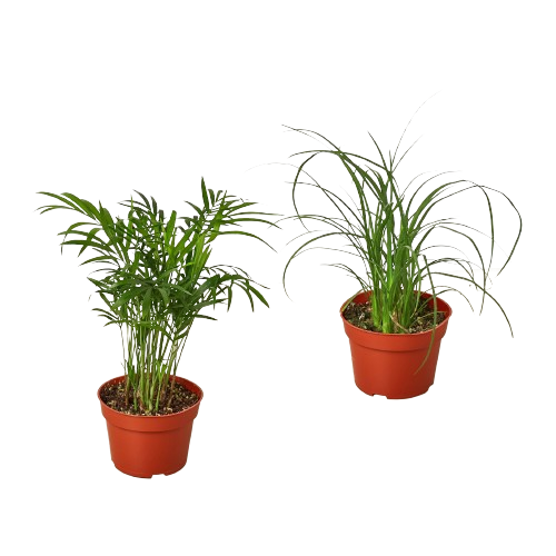 Palm Variety Pack / 4" Pots — 2-Plant Set