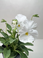 Pansy