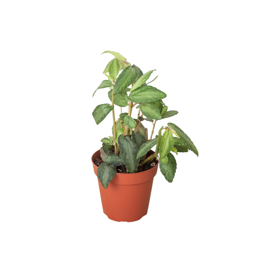 Pellionia Daveanna — 4-Inch Pot