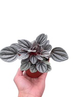 Peperomia 'Mendoza'