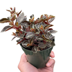 Peperomia 'Metallica'