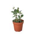 Peperomia 'Parallel' — 4-Inch Pot