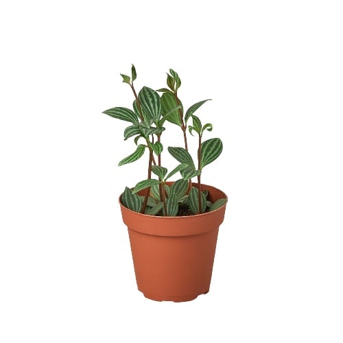 Peperomia 'Parallel' — 4-Inch Pot