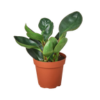 Peperomia Red Edge