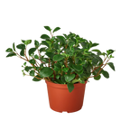 Peperomia 'Glabella'
